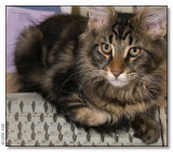 Keyboardcat - 2008_2012884