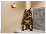 The Guard - 2008_2022905