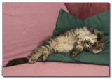 Lazy cat - 2008_1262867