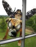dogfly
