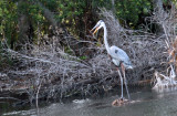 Mamma Blue Heron3