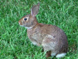 Backyard Buddy