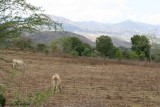 En las Afueras del Centro Urbano son Comunes las Fincas