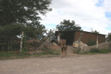 Vivienda Tipica en el Camino Hacia la Cabecera