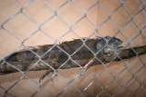 Iguana en el Pequeo Zoologico del Parque Central