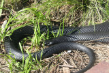 Serpiente Negra y Vientre Rojo, Tipica de Australia