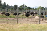 Panoramica del Area de Avestruces Adultas