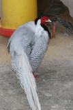 Faisan Plateado (Lophura nycthemera)
