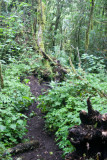 Vereda Hacia la Cumbre en la Parte de Bosque