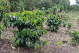 Siembras de Cafe al Pie del Volcan