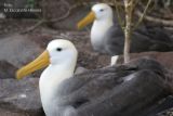 Albatros Ondulado