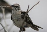 Pajaro Cucu