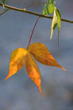 Fall 2008