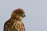 Young Coopers Hawk