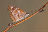 Snout Butterfly