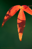 Desert Fall