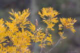 Fall Color
