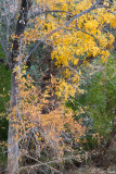 Fall_8746.jpg