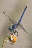 Blue Dasher Dragonfly (Male)