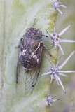 Cicada