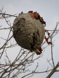 Arboretum of Guelph (Canada)