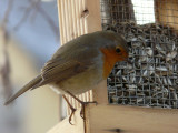 Rouge-gorge - European robin