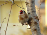 Chardonneret lgant - European goldfinch
