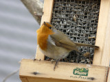 Rouge-gorge - European robin