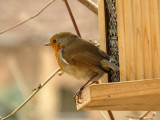 Rouge-gorge - European robin