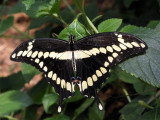 P8281058