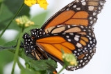 Jardin botanique :  serre aux papillons