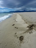 Sur la plage abandonne... 