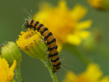 Tyria jacobaeae caterpillar