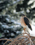 COPPER HAWK