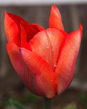 TULIP