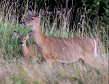 les-bouchervilleIMG_0010-famille de cerfs-900.jpg