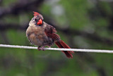 2009 08 29_maison_0002_cardinal--1200.jpg