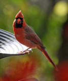 MAISON_2010 10 19_0609--cardinal-900.jpg