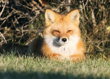 les_2010 11 15_0012--renard-1000.jpg