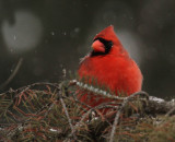 cardinal_2011 01 04_0009--cardinal m.jpg