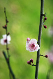 Blossom