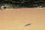 Crocs at Cahill Crossing (26).JPG