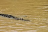 Crocs at Cahill Crossing (45).JPG