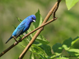 Passerin indigo