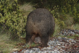 Wombat with joey