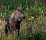 Grazing-moose-calf.jpg