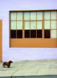 Doggie and window