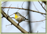 Northern Parula