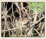 Lincolns Sparrow