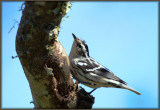 Black and White Warbler